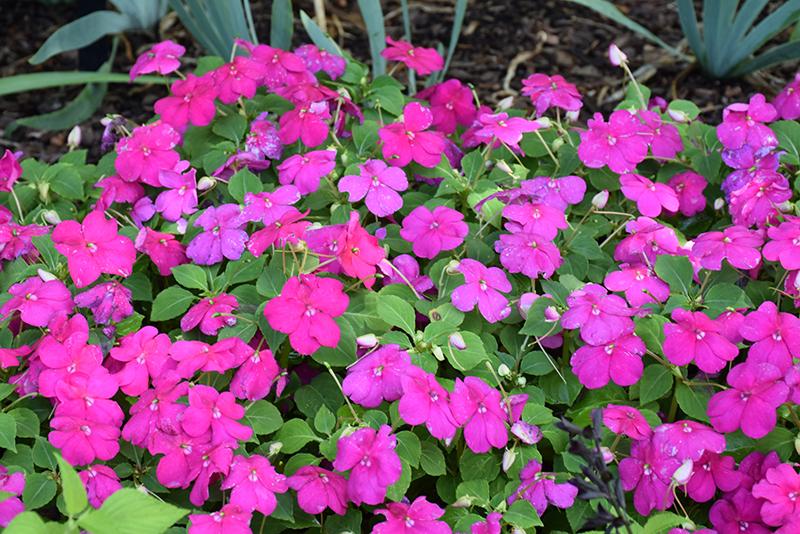 Impatiens Beacon Violet Shades - View 7 from www redcrocus com