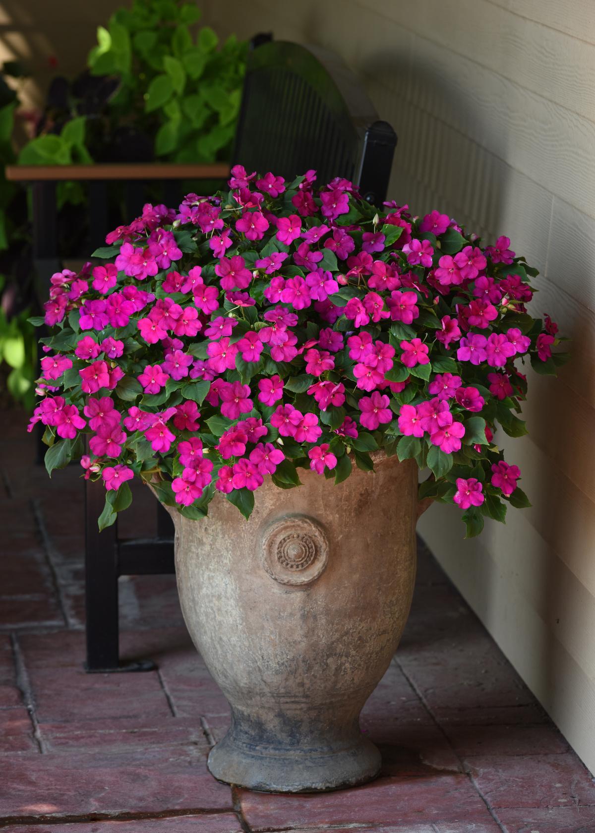 Impatiens Beacon Violet Shades - View 8 from www redcrocus com
