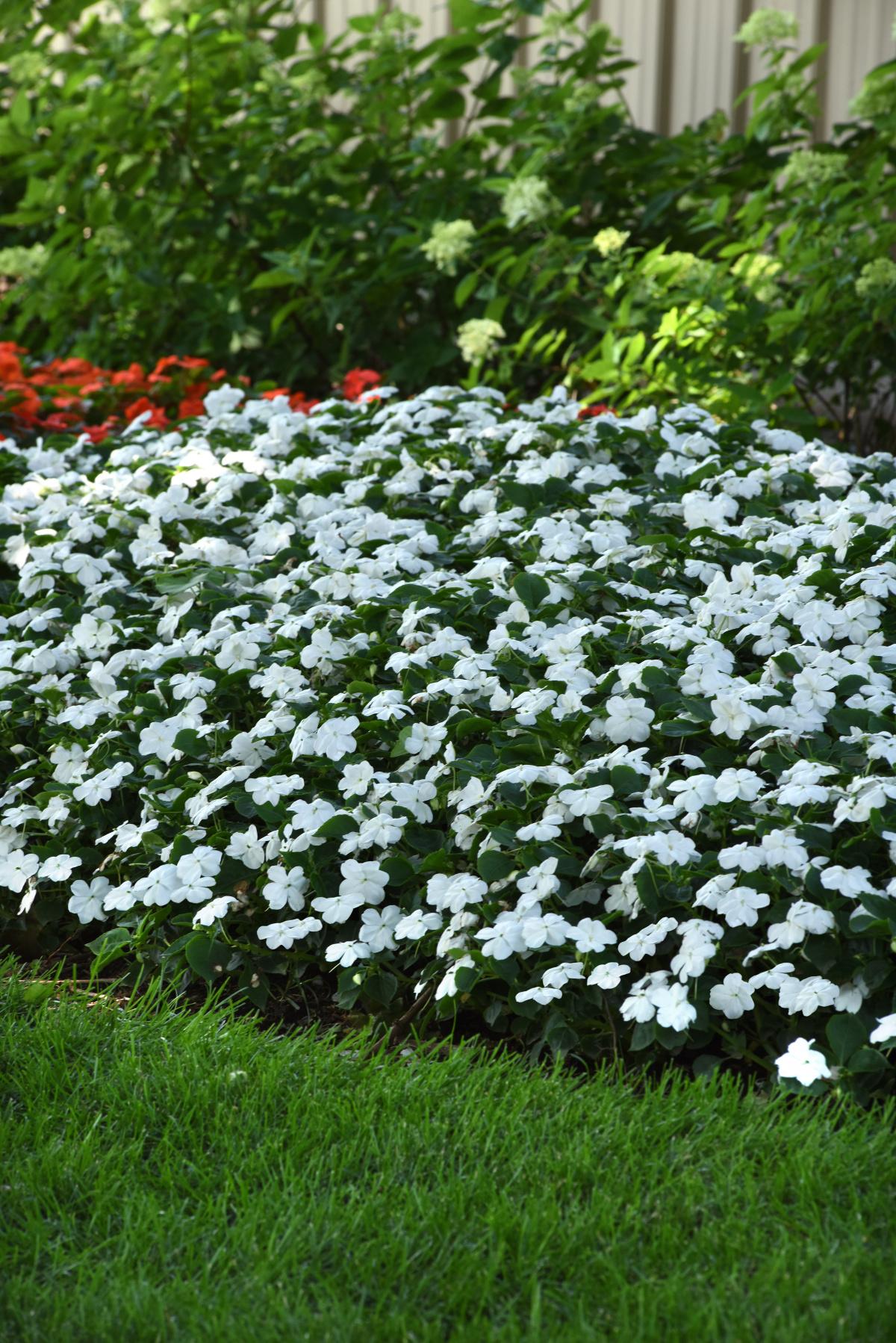 Impatiens Beacon White - View 10 from www redcrocus com