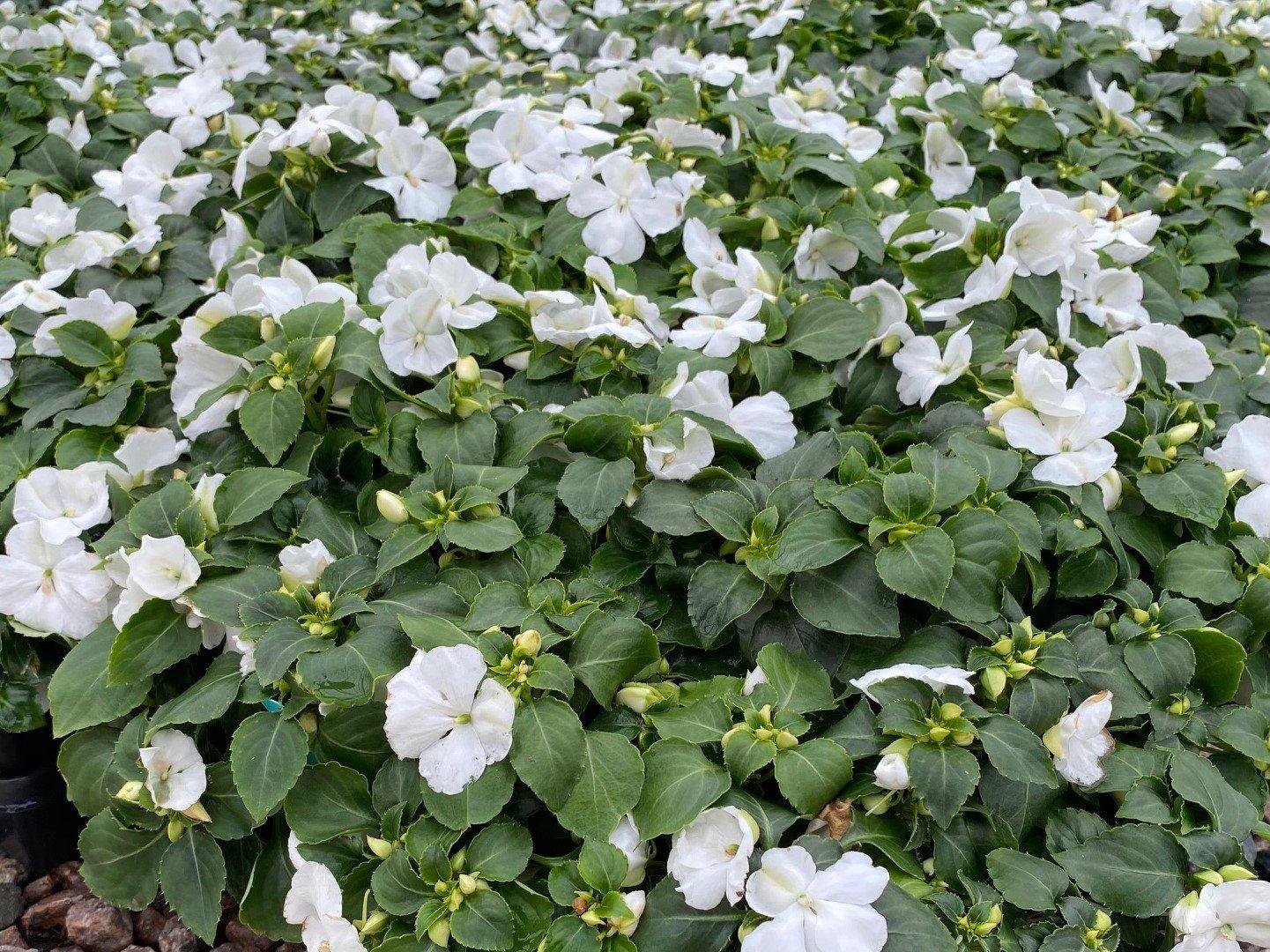 Impatiens Beacon White - View 11 from www redcrocus com