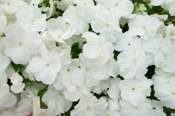 Impatiens Beacon White - View 12 from www redcrocus com