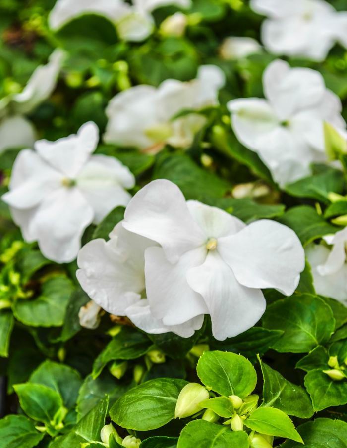 Impatiens Beacon White - View 15 from www redcrocus com