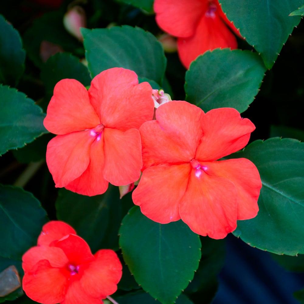 Impatiens Beacon White - View 16 from www redcrocus com