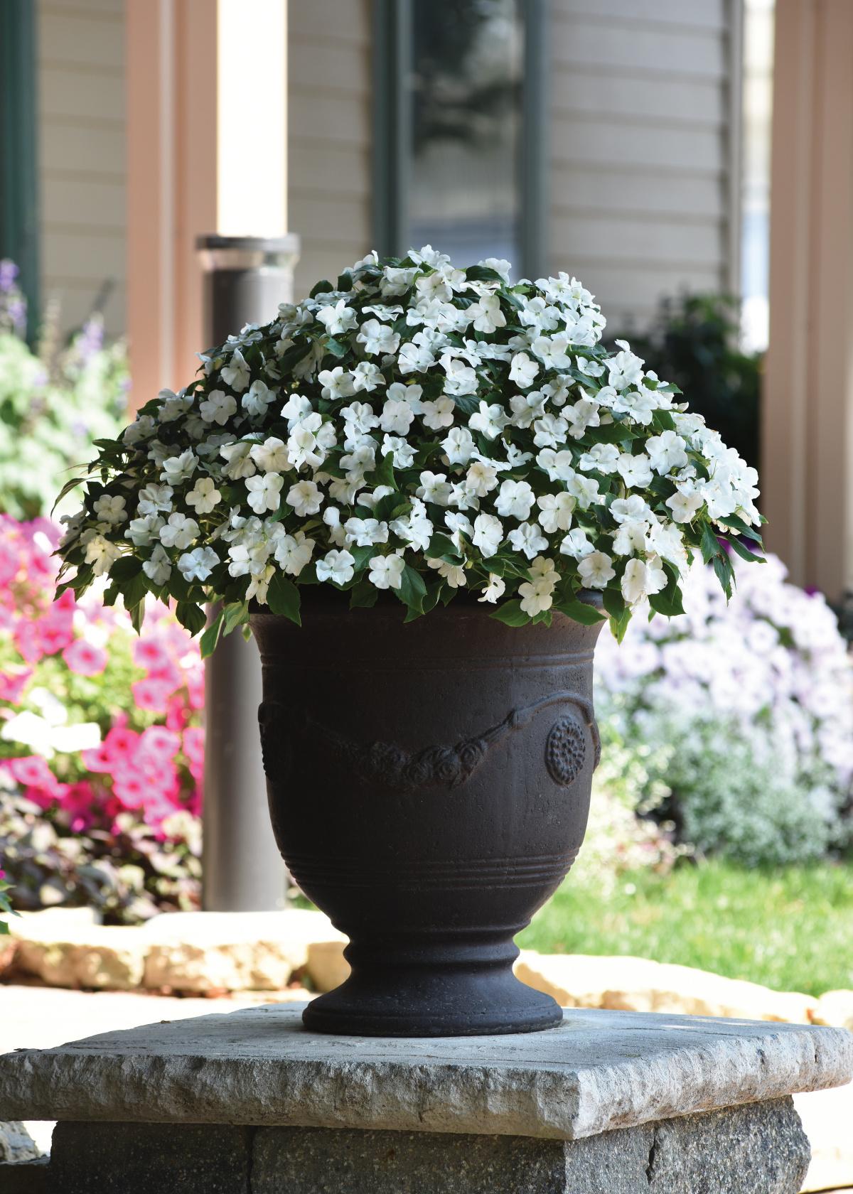 Impatiens Beacon White - View 17 from www redcrocus com