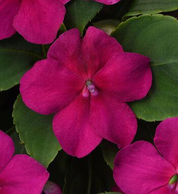 Impatiens Beacon White - View 18 from www redcrocus com