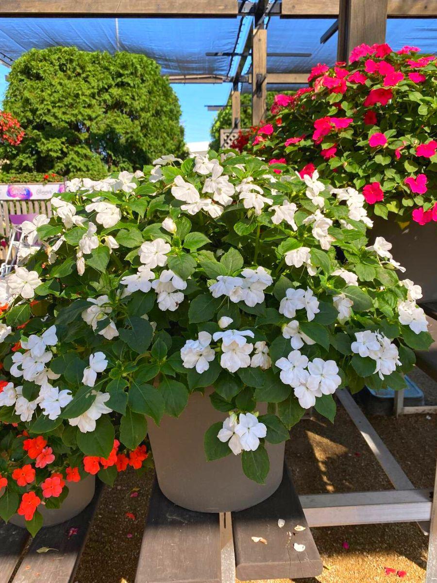 Impatiens Beacon White - View 19 from www redcrocus com