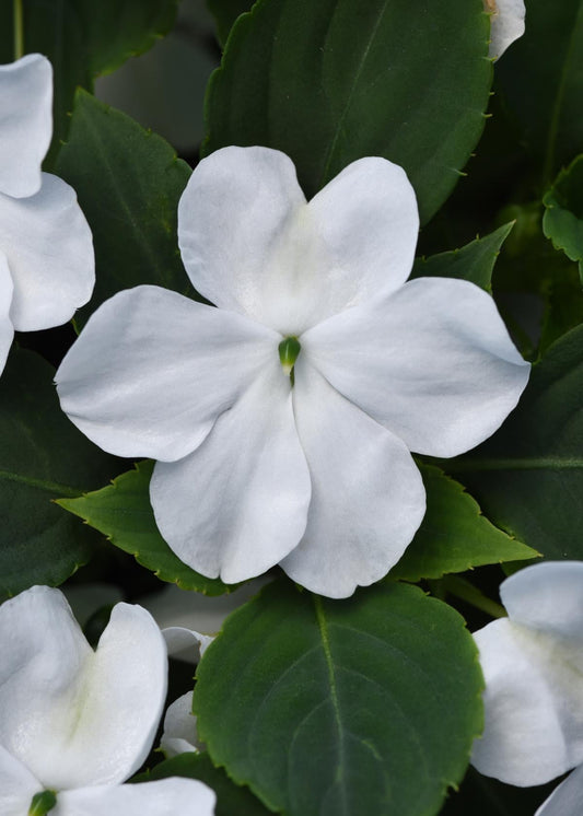 Impatiens Beacon White - View 1 from www redcrocus com