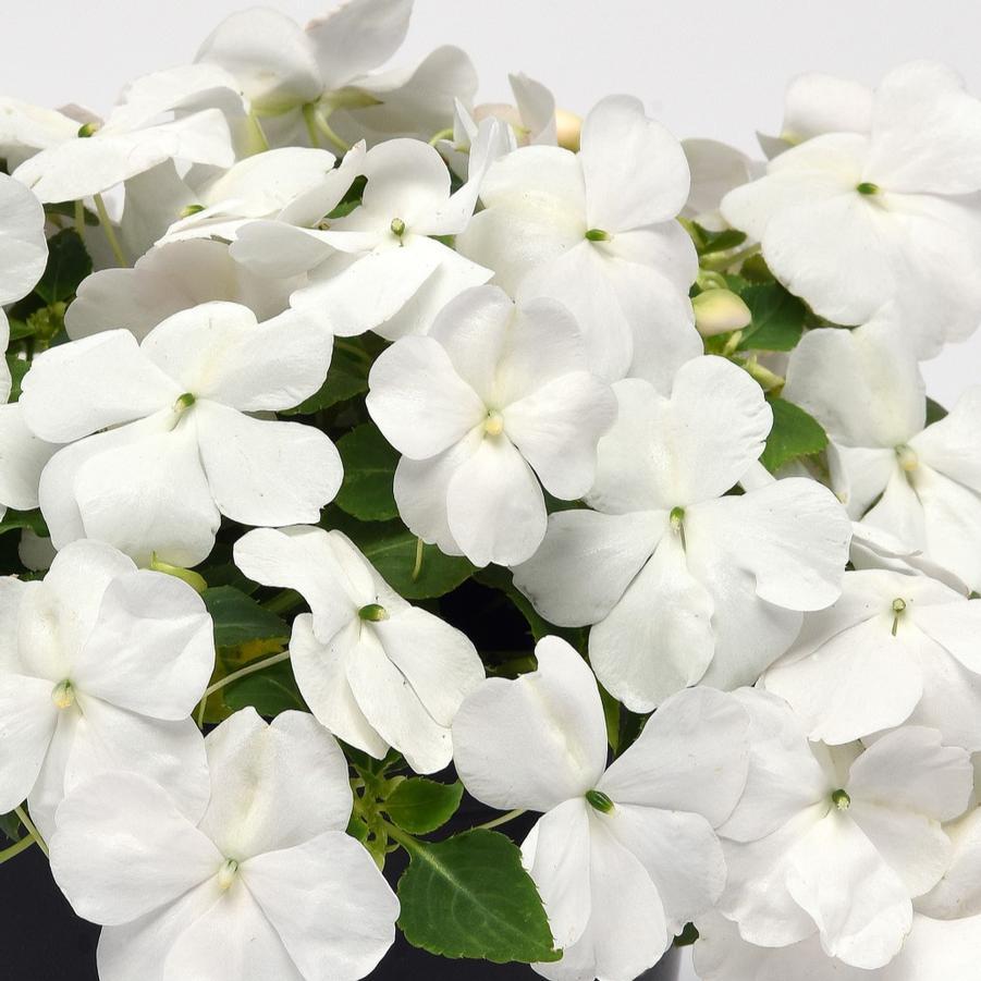 Impatiens Beacon White - View 2 from www redcrocus com