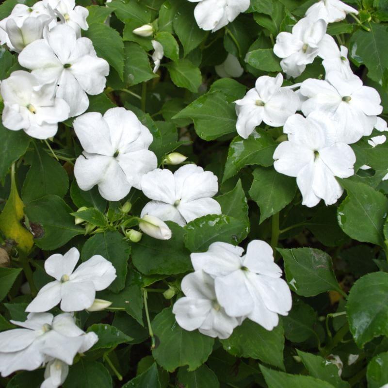 Impatiens Beacon White - View 5 from www redcrocus com