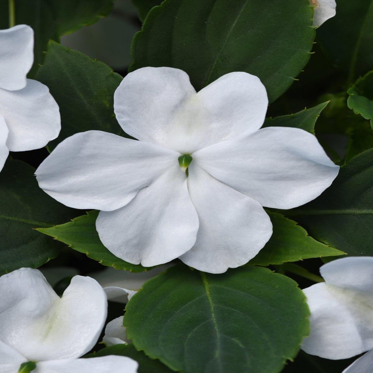 Impatiens Beacon White - View 6 from www redcrocus com
