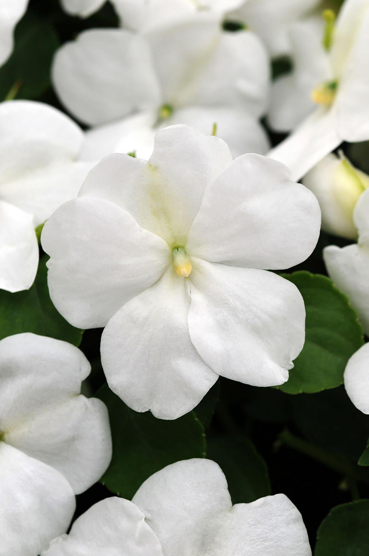 Impatiens Beacon White - View 8 from www redcrocus com