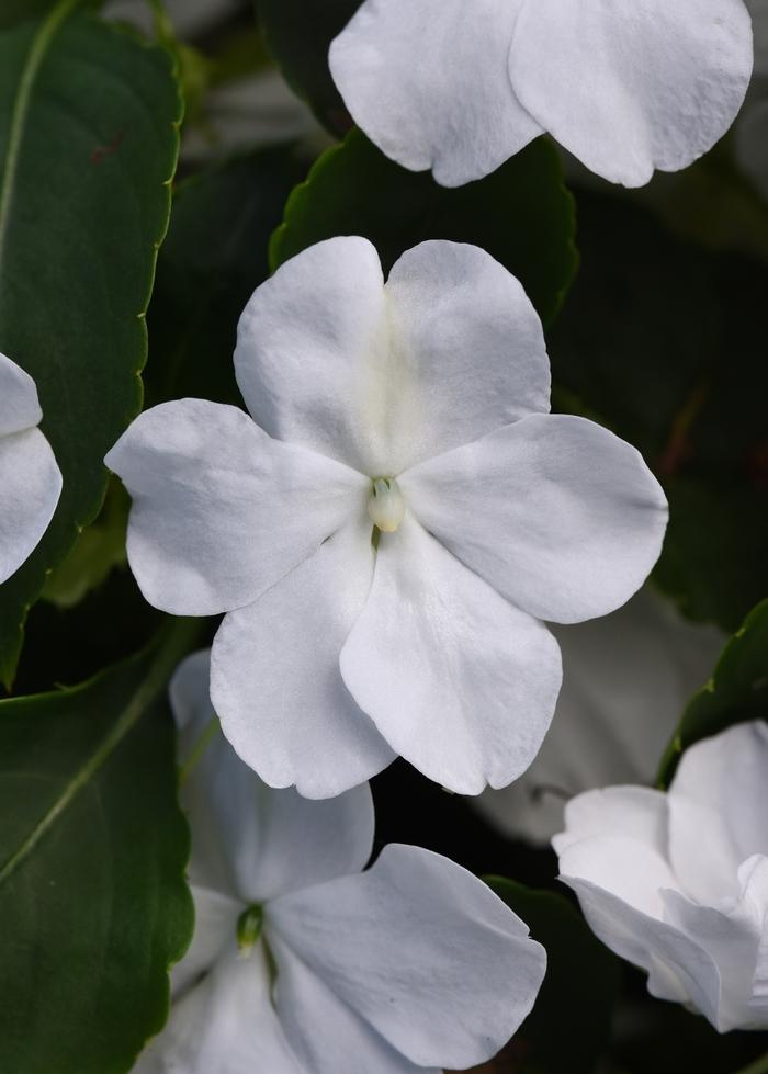 Impatiens Beacon White - View 9 from www redcrocus com
