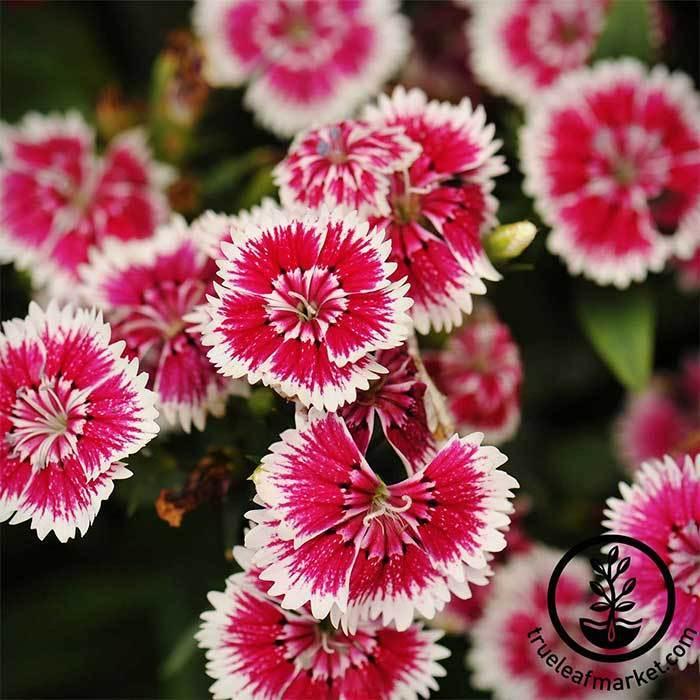 Dianthus Floral Lace Mix - View 10 from www redcrocus com
