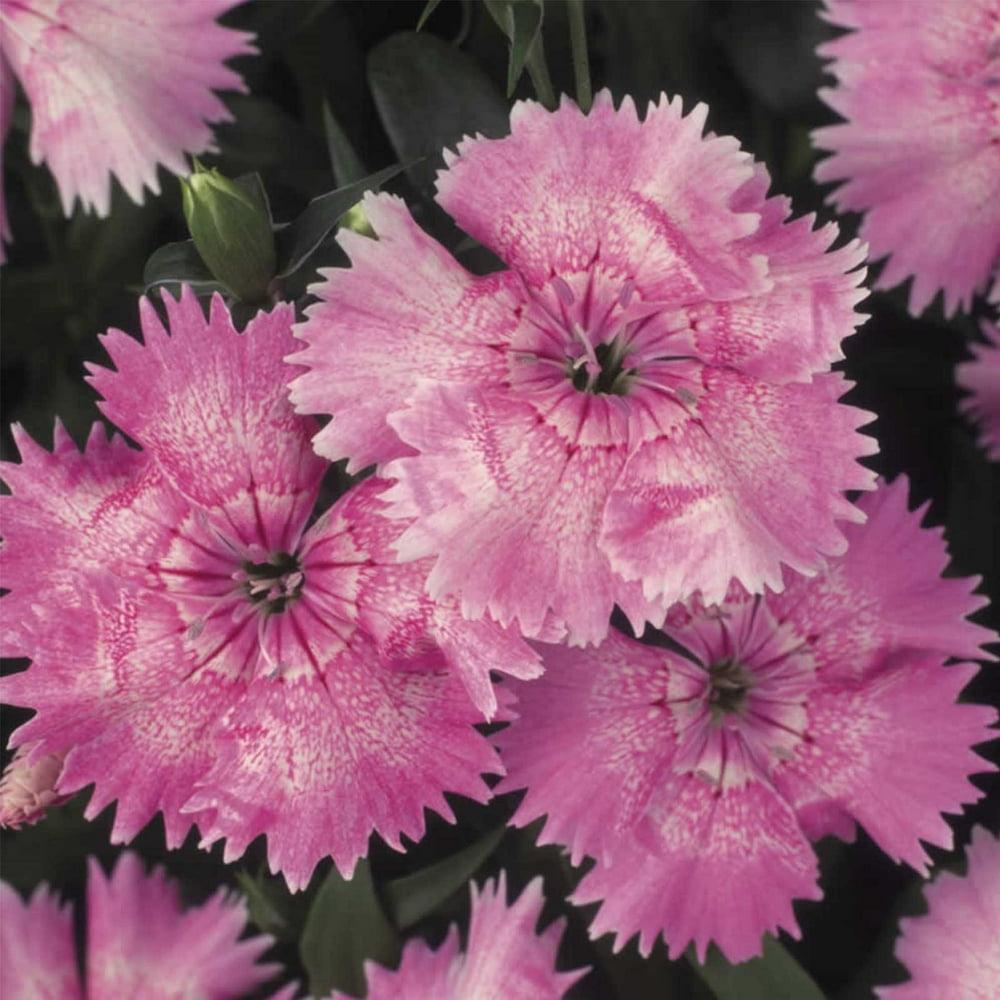 Dianthus Floral Lace Mix - View 12 from www redcrocus com