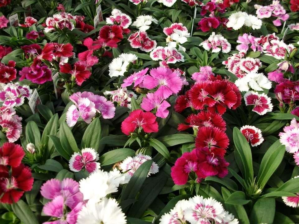 Dianthus Floral Lace Mix - View 2 from www redcrocus com