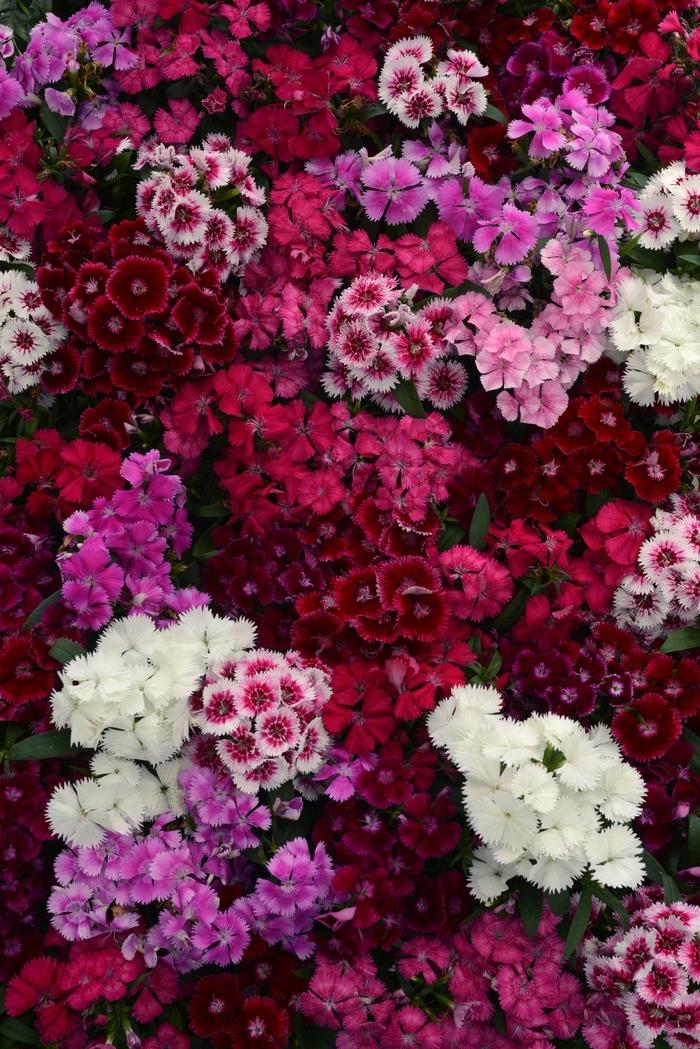 Dianthus Floral Lace Mix - View 7 from www redcrocus com
