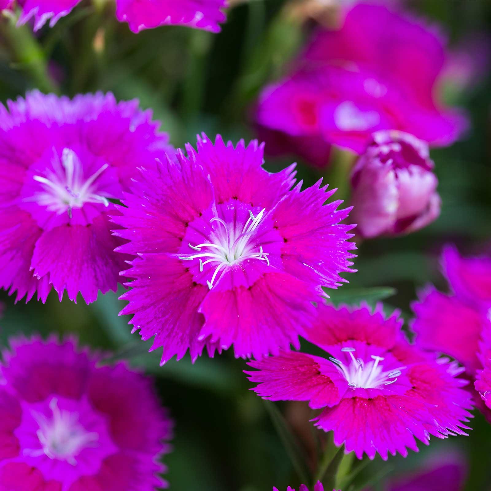 Dianthus Floral Lace Mix - View 8 from www redcrocus com
