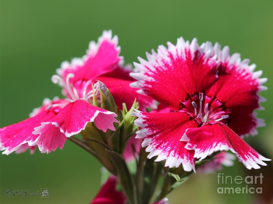 Dianthus Floral Lace Mix - View 9 from www redcrocus com