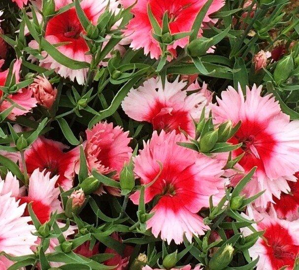 Dianthus Coronet Strawberry - View 10 from www redcrocus com