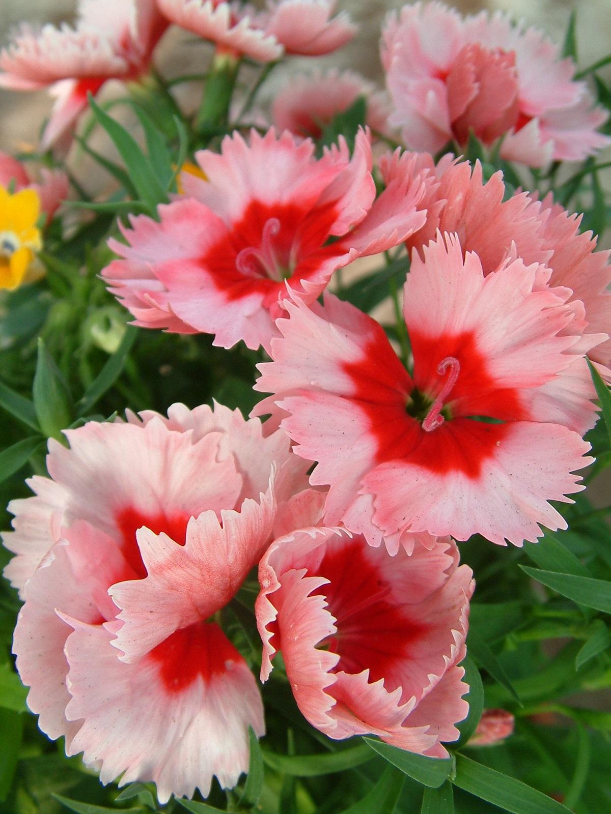 Dianthus Coronet Strawberry - View 11 from www redcrocus com