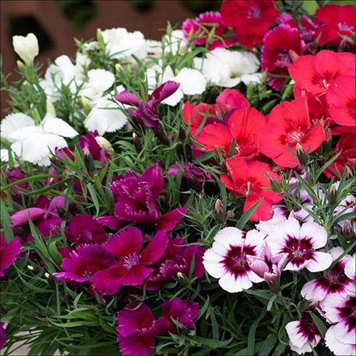Dianthus Coronet Strawberry - View 15 from www redcrocus com