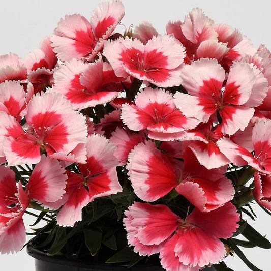 Dianthus Coronet Strawberry - View 1 from www redcrocus com