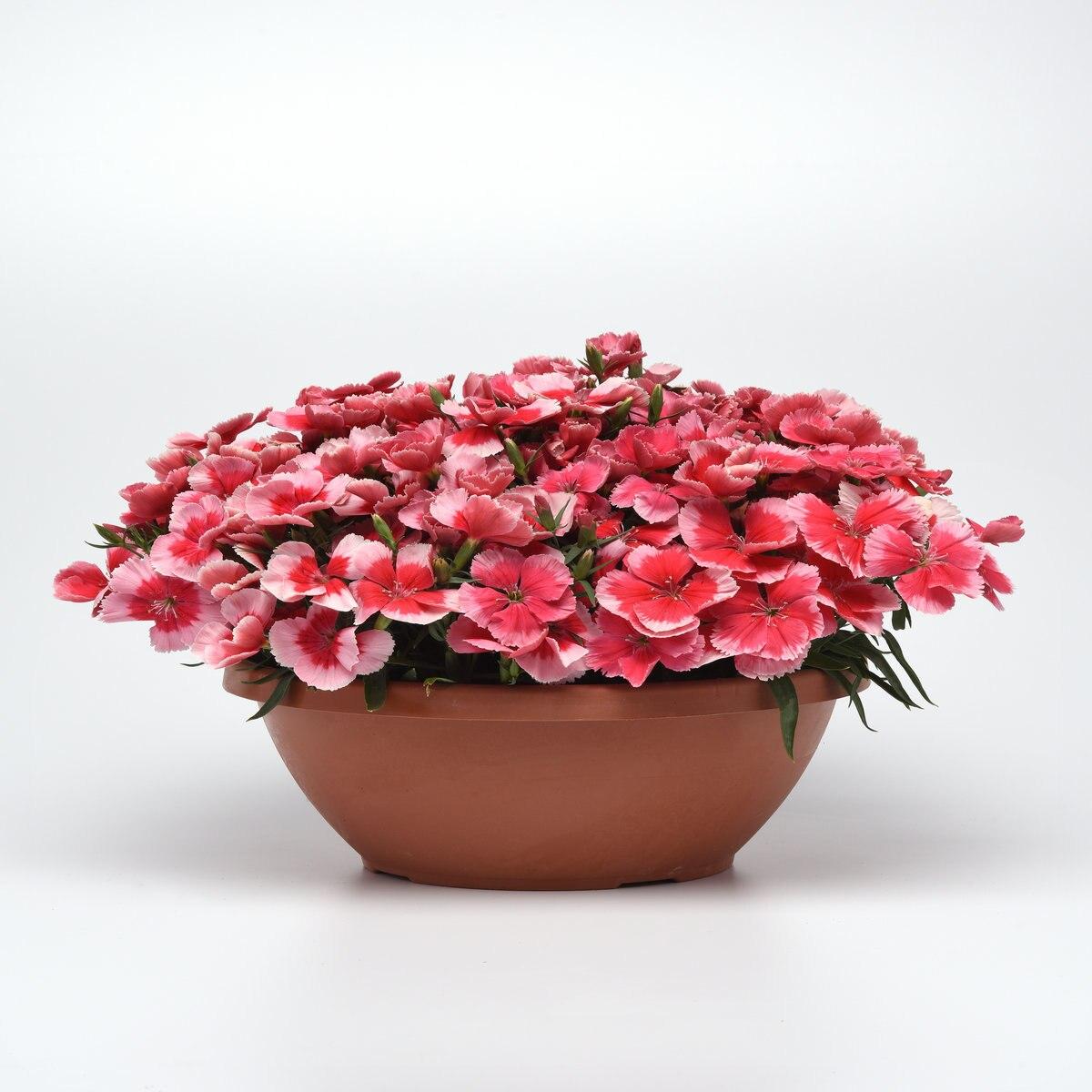 Dianthus Coronet Strawberry - View 2 from www redcrocus com