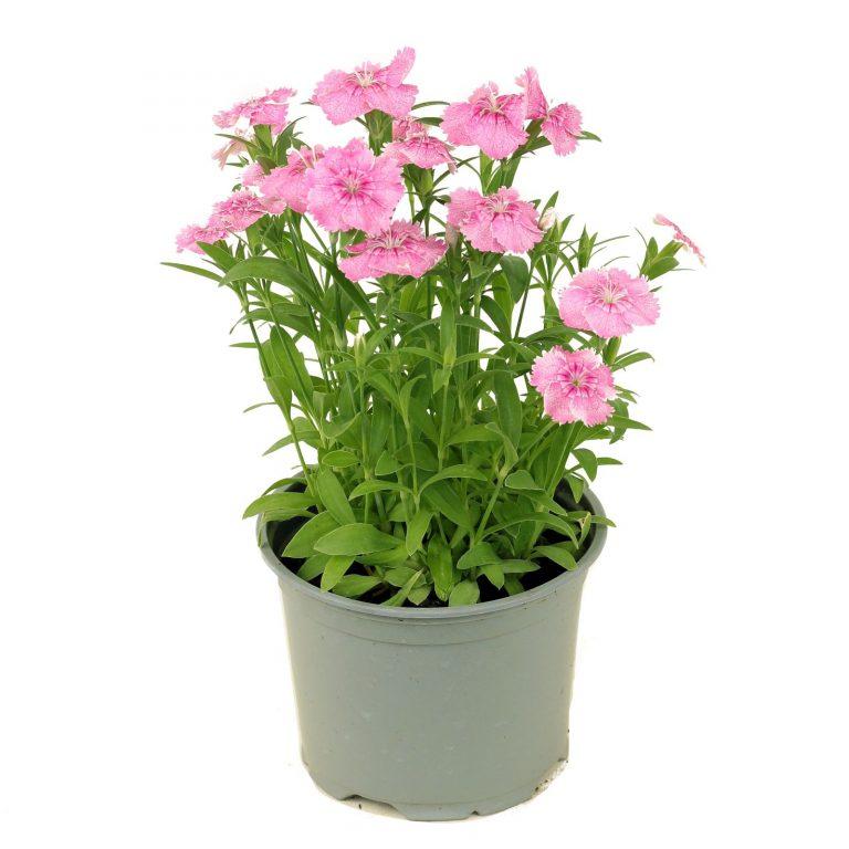 Dianthus Coronet Strawberry - View 3 from www redcrocus com