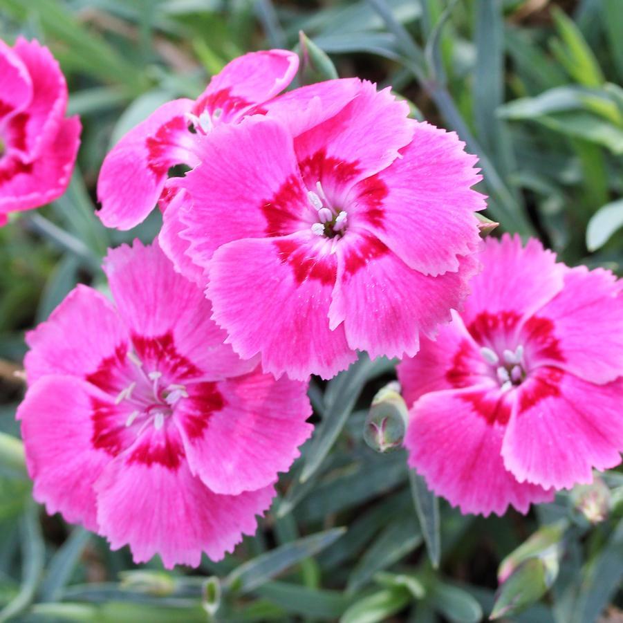 Dianthus Coronet Strawberry - View 7 from www redcrocus com