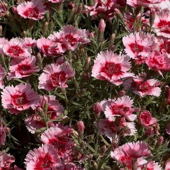 Dianthus Coronet Strawberry - View 8 from www redcrocus com