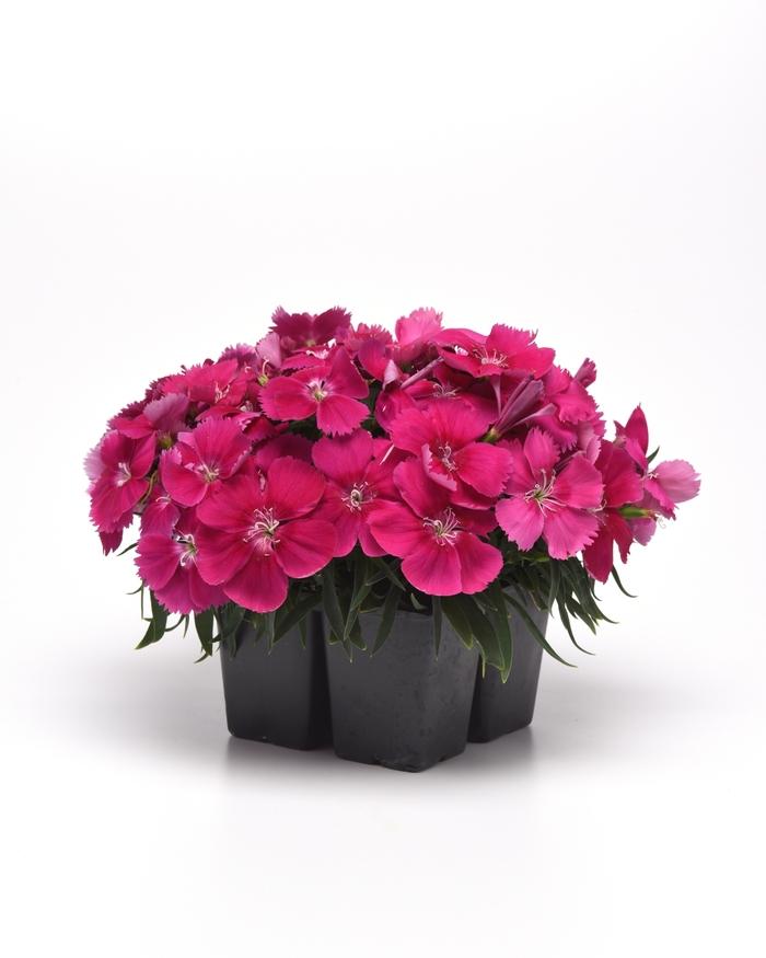 Dianthus 'coronet Mix' - View 13 from www redcrocus com