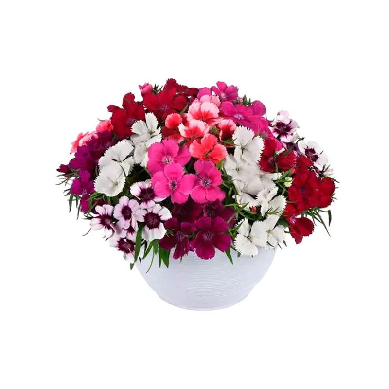 Dianthus 'coronet Mix' - View 14 from www redcrocus com