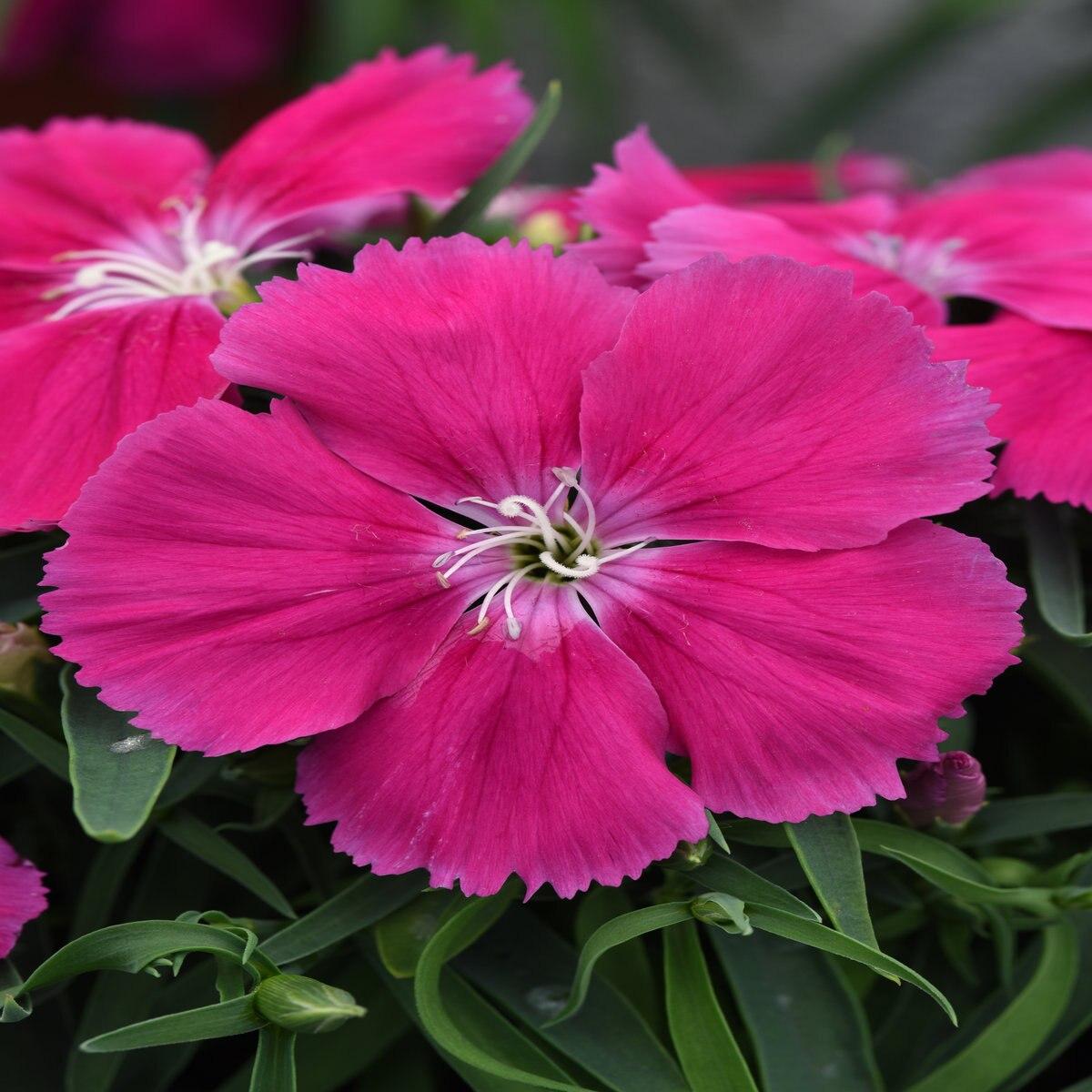 Dianthus 'coronet Mix' - View 17 from www redcrocus com