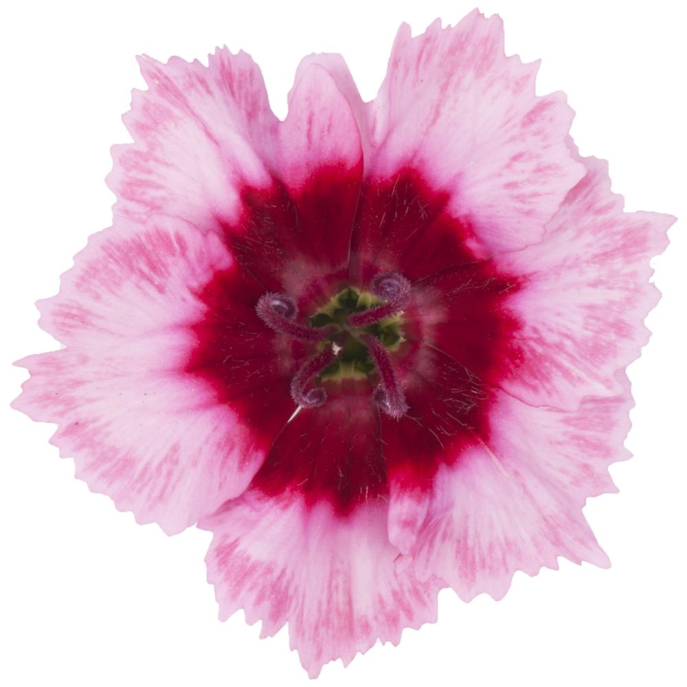 Dianthus 'coronet Mix' - View 19 from www redcrocus com