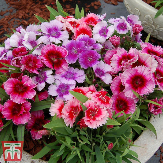 Dianthus 'coronet Mix' - View 1 from www redcrocus com
