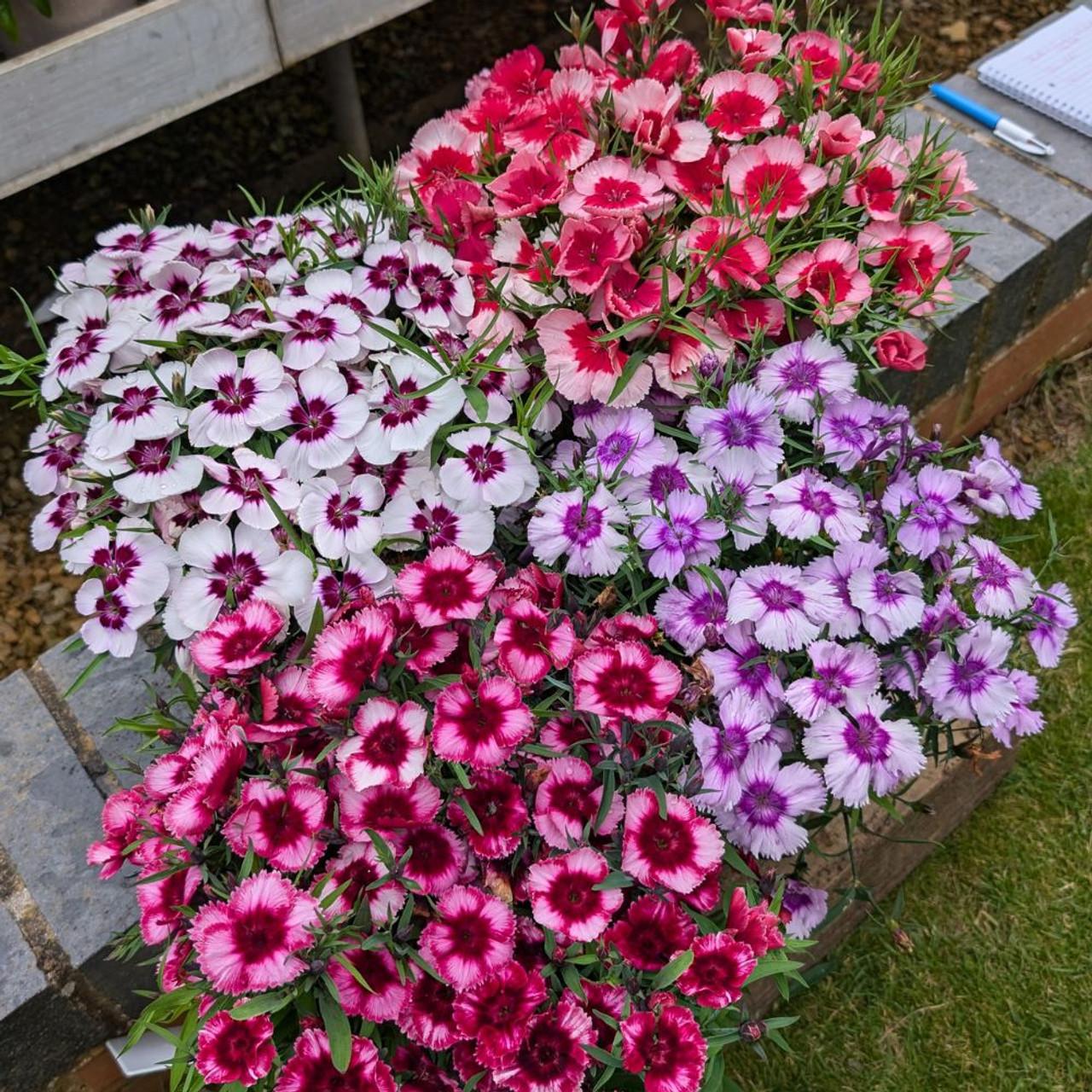 Dianthus 'coronet Mix' - View 4 from www redcrocus com