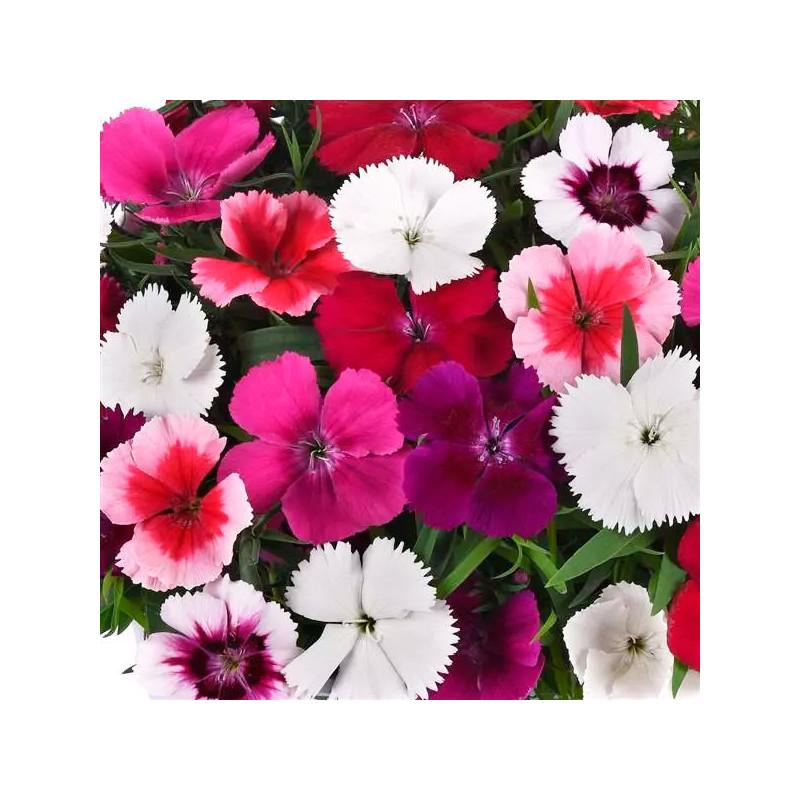 Dianthus 'coronet Mix' - View 6 from www redcrocus com