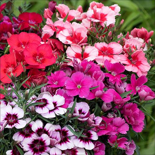 Dianthus 'coronet Mix' - View 7 from www redcrocus com