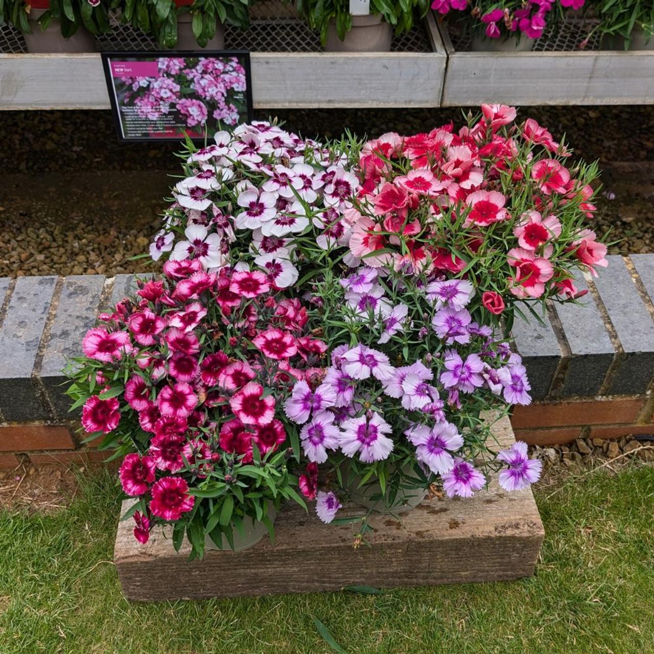 Dianthus 'coronet Mix' - View 8 from www redcrocus com