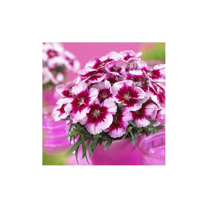 Dianthus 'coronet Mix' - View 9 from www redcrocus com