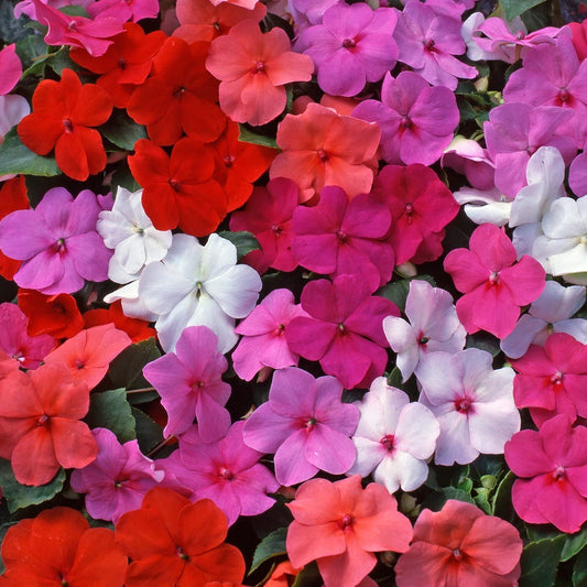Impatiens Beacon Chicago Mix - View 1 from www redcrocus com
