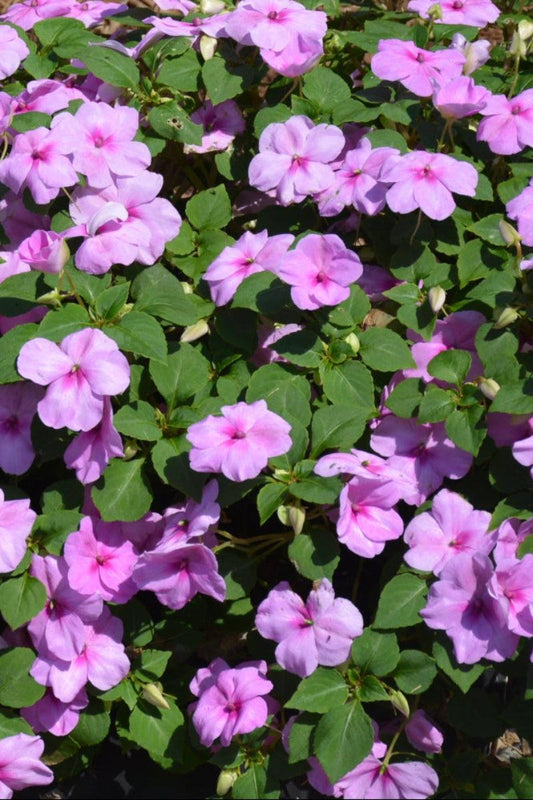 Impatiens 'beacon Blue Pearl' - View 28 from www redcrocus com