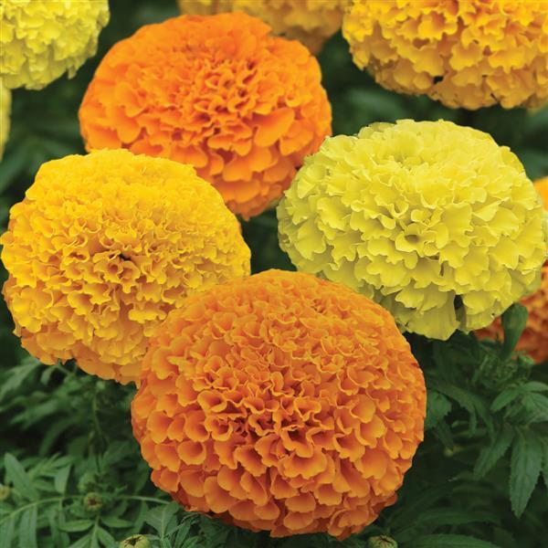 Marigold 'lanna Lace' - View 13 from www redcrocus com