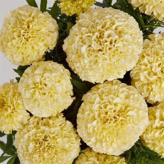 Marigold 'lanna Lace' - View 1 from www redcrocus com