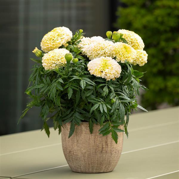 Marigold 'lanna Lace' - View 2 from www redcrocus com