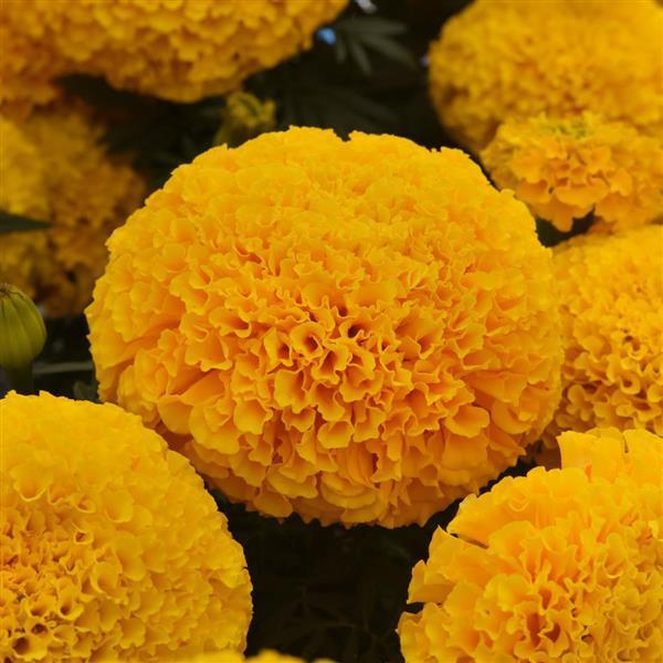 Marigold 'lanna Lace' - View 4 from www redcrocus com