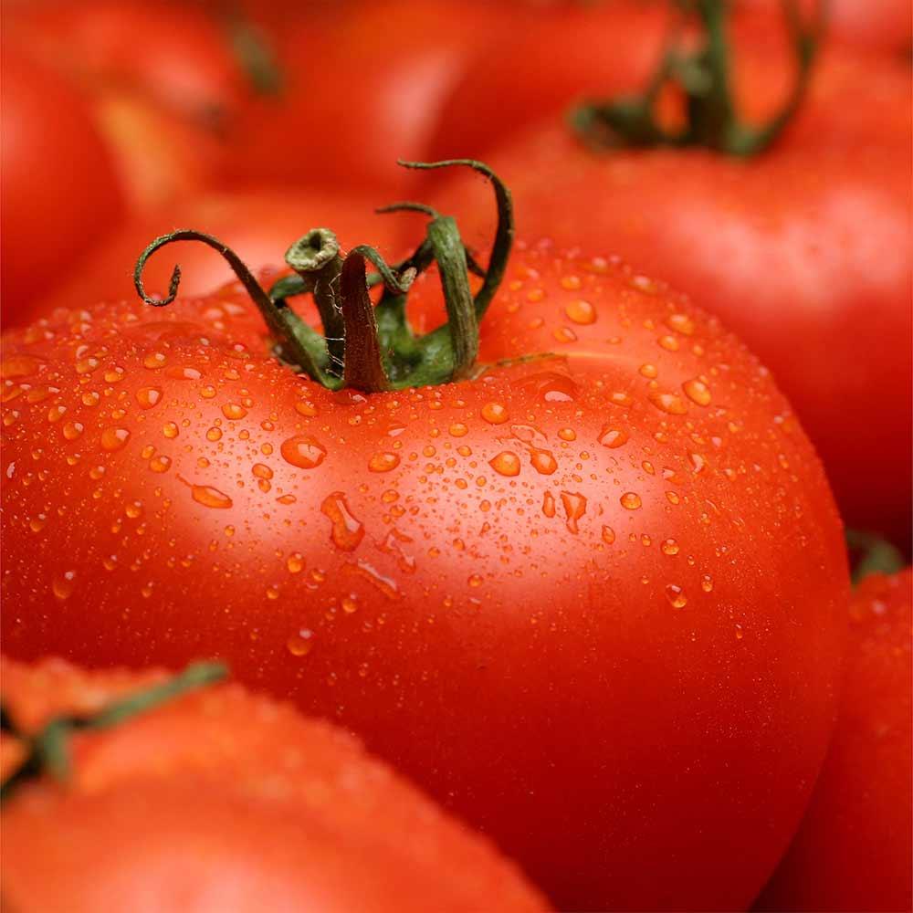 Tomato Big Boy - View 12 from www redcrocus com