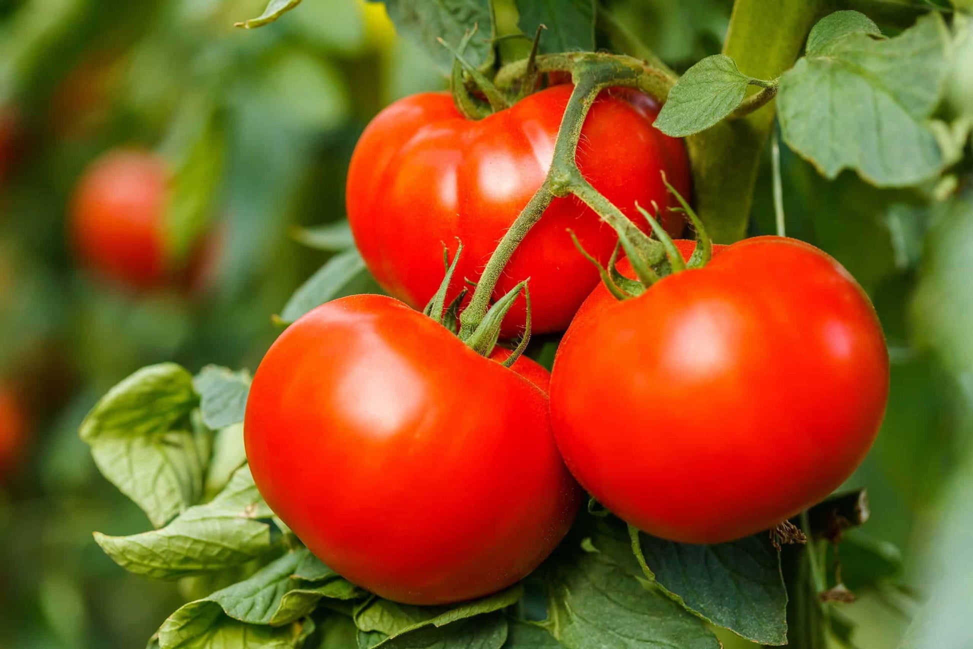 Tomato Big Boy - View 13 from www redcrocus com