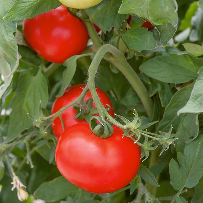 Tomato Big Boy - View 14 from www redcrocus com