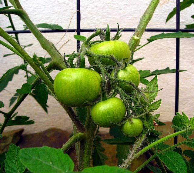 Tomato Big Boy - View 17 from www redcrocus com
